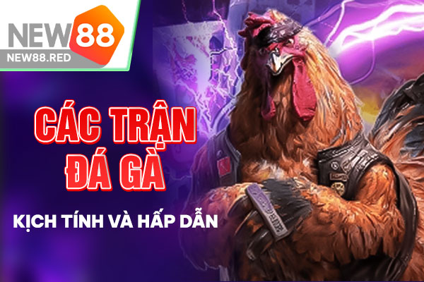 Đá gà thomo online trực tuyến, không gian đá gà sôi động nhất