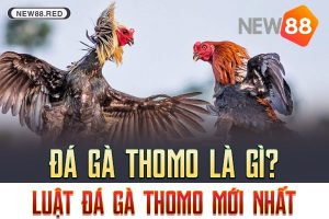 Đá gà Thomo là gì? Luật đá gà Thomo mới nhất