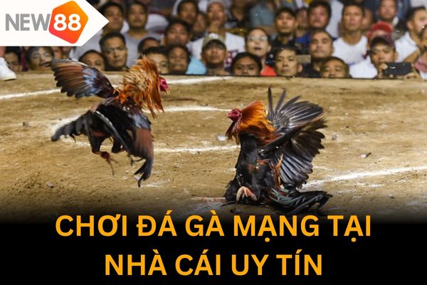 cách đá gà mạng luôn thắng quan trọng nhất là chọn được nhà cái uy tín